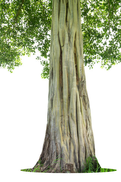 istock Image of the base of  tree 1334783259