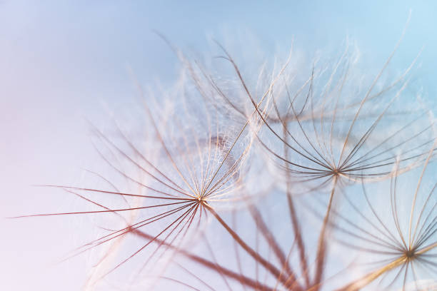 istock Abstract dandelion blowball background 1334783401