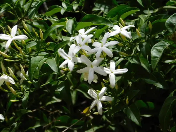 Jasmine, or Jasminum officinale white flowers