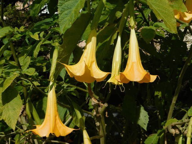 istock Brugmansia yellow flowers 1334784207