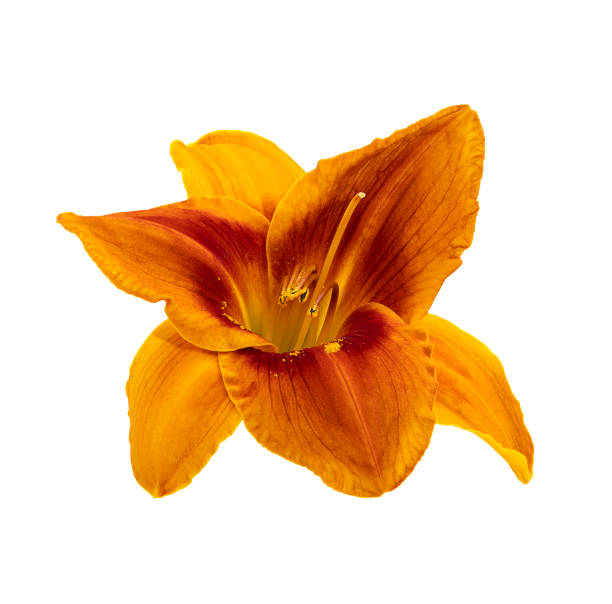 Isolated orange flower daylily on white background