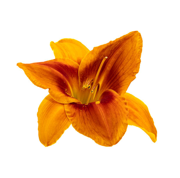 izolowany liliowc kwiatu pomarańczy na białym tle - daylily zdjęcia i obrazy z banku zdjęć
