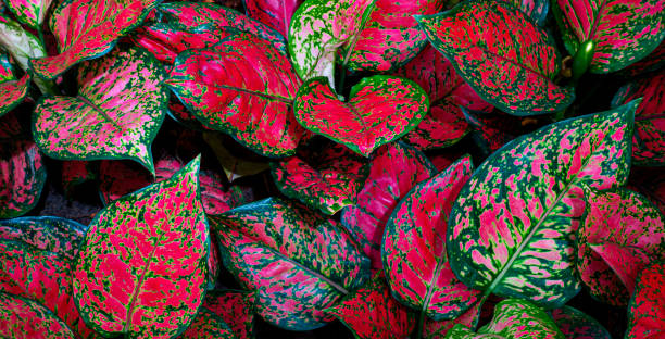 istock tropical red foliage, nature background 1334784516