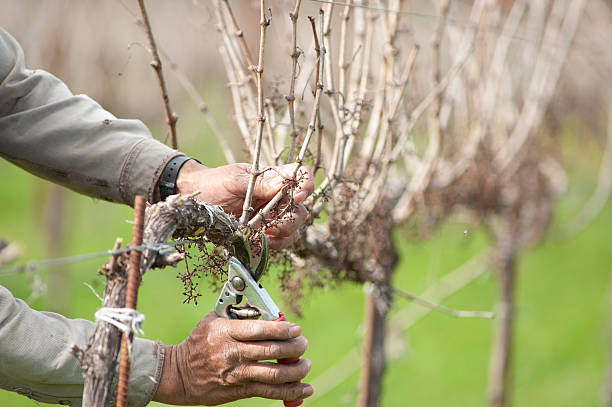 arbeiter stutzen california wine grape vineyard - lopper stock-fotos und bilder