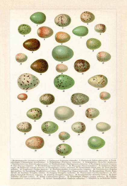 ilustrações de stock, clip art, desenhos animados e ícones de collection of different eggs of songbird bluetit wren finch 1897 - chromolithograph