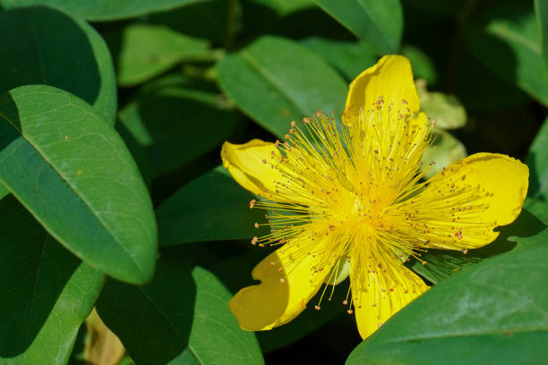 flor de calícino de hypericum brilhante - hypericum - fotografias e filmes do acervo