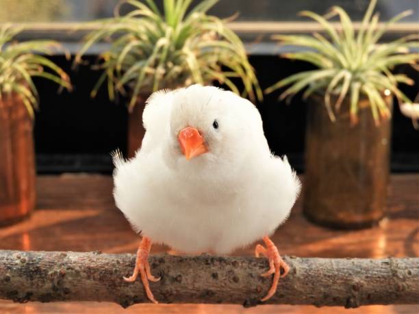 istock Taeniopygia guttata 1334787246