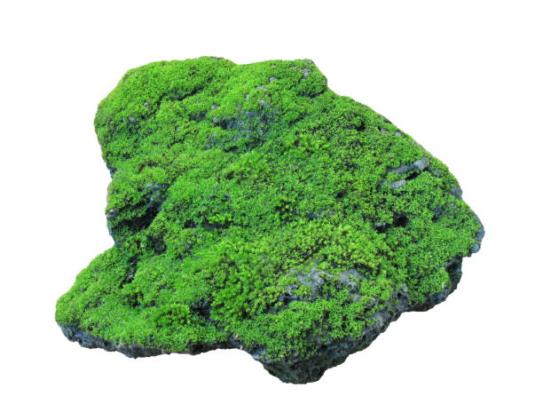 istock Rock covered in green moss isolated on white background 1334788554