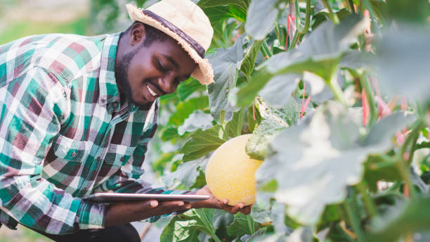 African Farmer is documenting data the yield and growth of melons in organic farms with tablet.Agriculture or cultivation concept stock photo