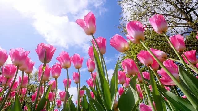 Low-angle shot, pink tulips in the garden under the blue sky and white clouds
