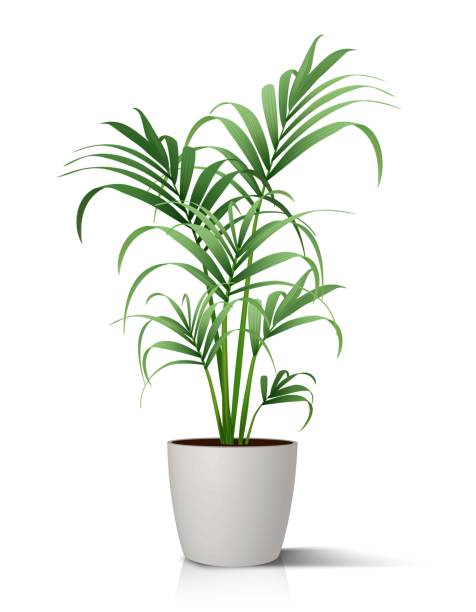 lantai vektor 3d rumah tanaman hijau, telapak tangan dalam pot putih. terisolasi pada ikon ilustrasi putih. - tanaman hias tumbuhan ilustrasi stok