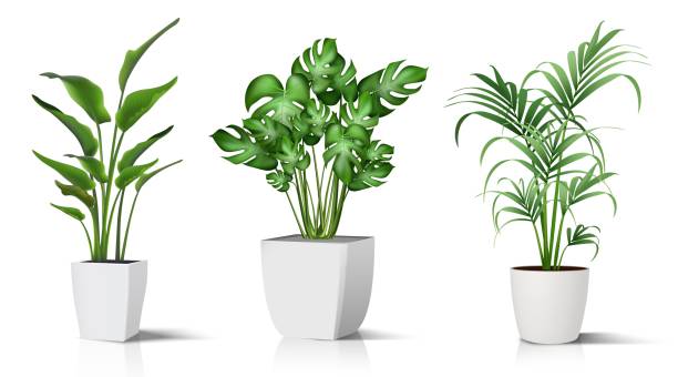 istock Collection of realistic vector icon illustration potted plants for the interior. Isolated on white background. 1334790513