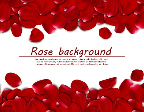 Vector realistic rose petals, horizontal banner background.