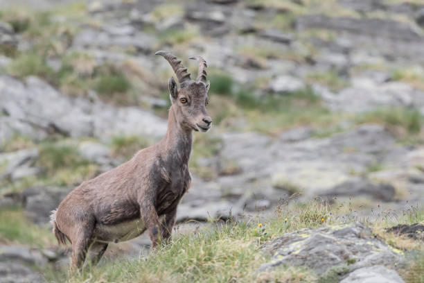 istock Alpine ibex male in spring season (Capra ibex) 1334790786
