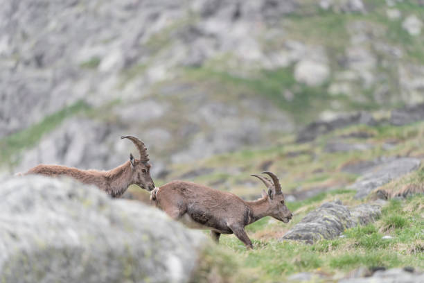 istock Alpine ibexes in spring season  (Capra ibex) 1334791346