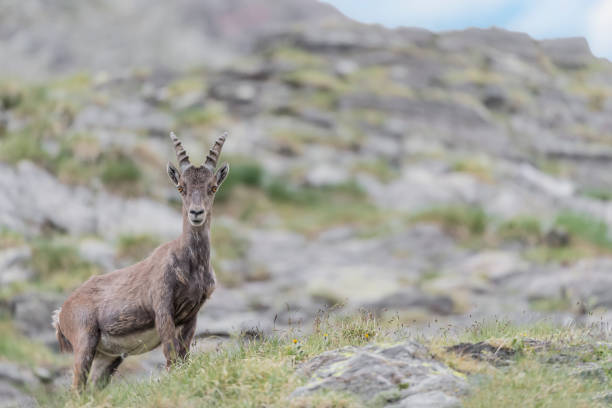 istock Alpine ibex male with blue sky on background (Capra ibex) 1334791583