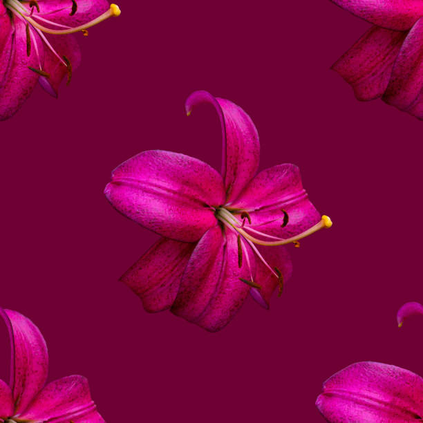 Beautiful flowers pink lilies. Seamless pattern of Lily flower bloom. Floral natural background.
