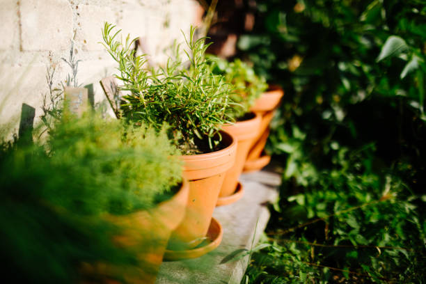 Herb pots in the sunlight stock photo