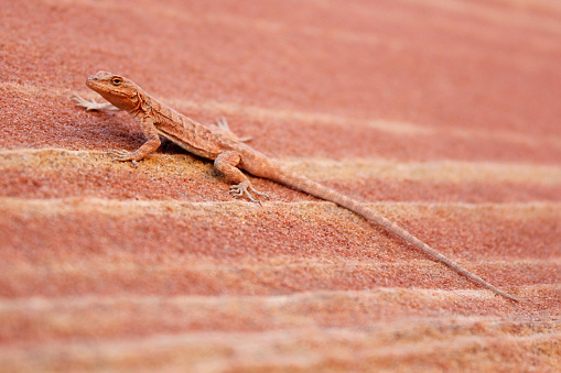 Wildlife lizard assimilated with the formation in the Grand Circle,USA