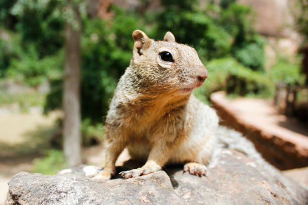 istock Wild animal squirrel turning around in the Grand Circle 1334792629