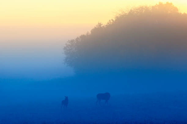 istock Moose cow with calf on a meadow in the dawn mist 1334792739