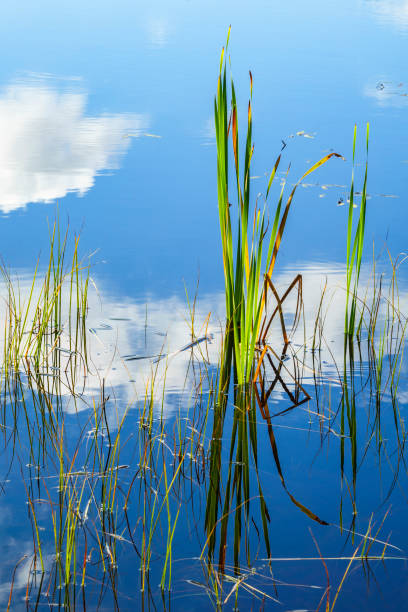 istock Blade of grass in a lake with water reflections 1334792749