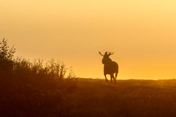 istock Bull moose in silhouette against dawn light 1334792837