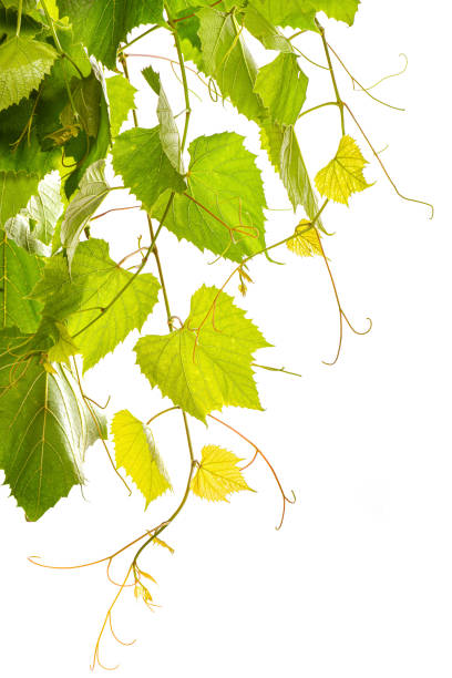 istock Branches of grape vine tendrils on white background 1334792890
