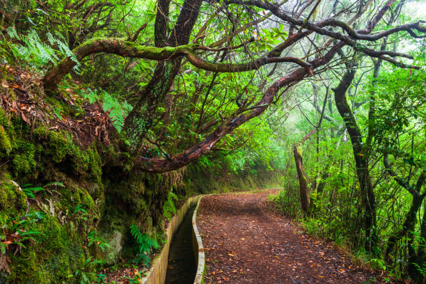 istock Levada irrigation channel at Madeira island 1334792921