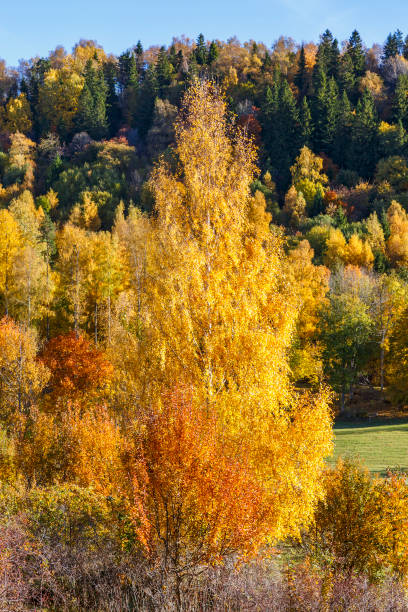 istock Forest landscape with autumn colours 1334792965
