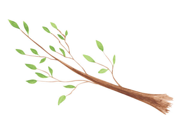 Watercolor branch of a tree with green leaves isolated on a white background. hand-drawn forest object.  Cute plant illustration. Herbal clipart. Watercolor branch of a tree with green leaves isolated on a white background. hand-drawn forest object.  Cute plant illustration. Herbal clipart. sawmill gravy stock illustrations