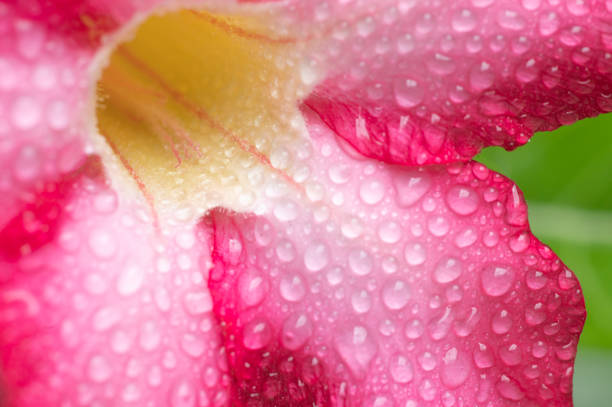 Colorful azaleas in a soft style with a water stop. Colorful azalea flowers and water droplets in a soft and blurred style for the background. adenium photos stock pictures, royalty-free photos & images