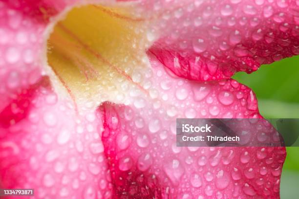 Colorful Azaleas In A Soft Style With A Water Stop Stock Photo - Download Image Now
