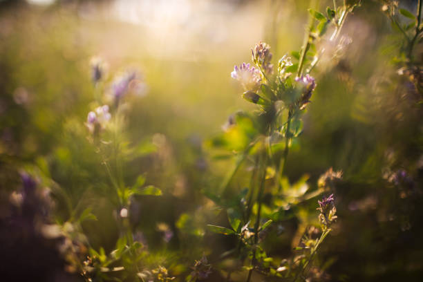 istock Wild flowers against sunset and dusk  in summer 1334793954