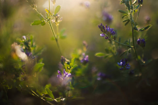Wild flowers against sunset and dusk in summer