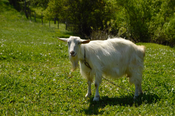 istock goat eating green grass in the meadow 1334794311