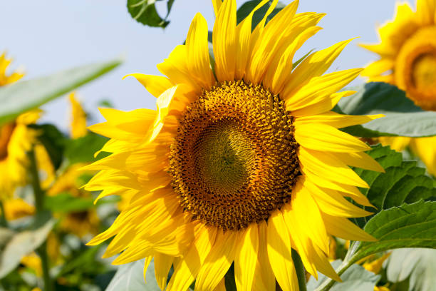 istock blooming sunflowers in the summer 1334795114