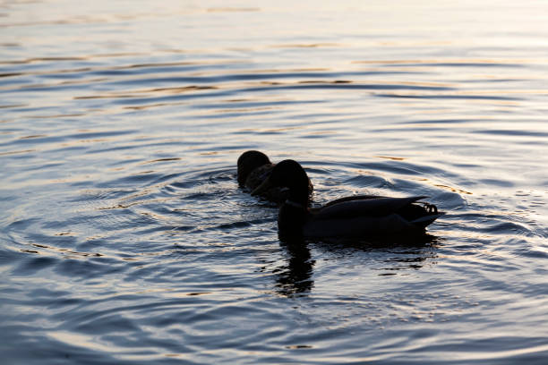small beautiful wild ducks, waterfowl ducks in spring or summer, waterfowl wild birds ducks in the wild