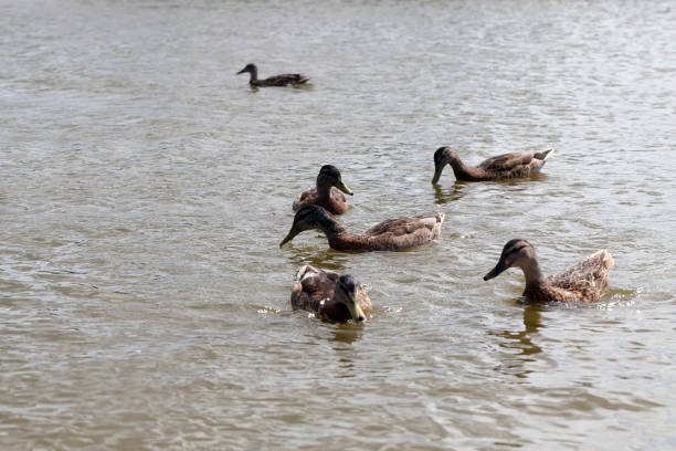 istock wild nature with flying and waterfowl 1334795141