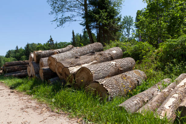 istock harvesting pine tree trunks in the forest 1334795180
