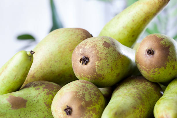 istock ripe green pears after harvest 1334795202