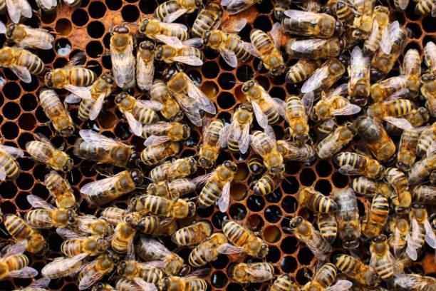 istock Bees on the honeycomb close-up 1334795531
