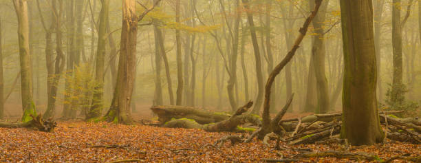 View in a Beech tree forest on a beautiful misty morning in the Fall in the Speulderbos woodland in the Veluwe nature reserve.