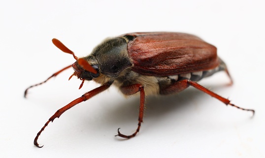 cockchafer Isolated on a white background
