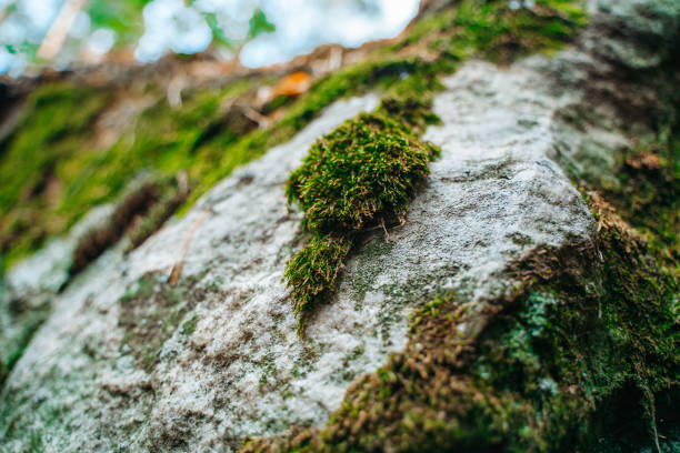 istock Moss on the rocks in the wild forest 1334798229