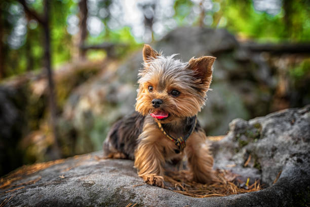 istock A Yorkshire terrier puppy walks in a rocky forest 1334799040