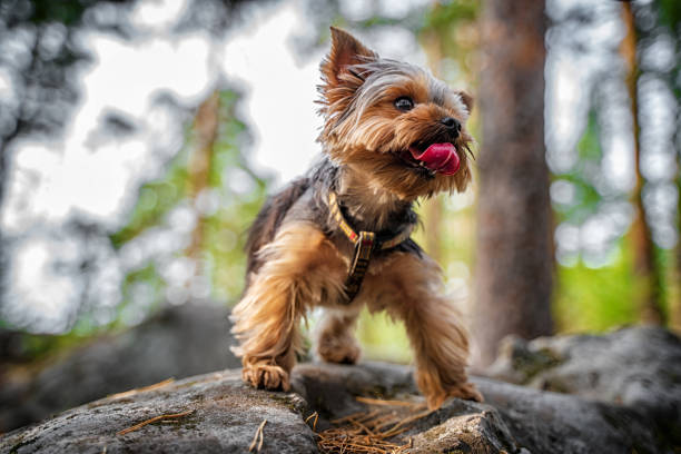 istock A Yorkshire terrier puppy walks in a rocky forest 1334799118