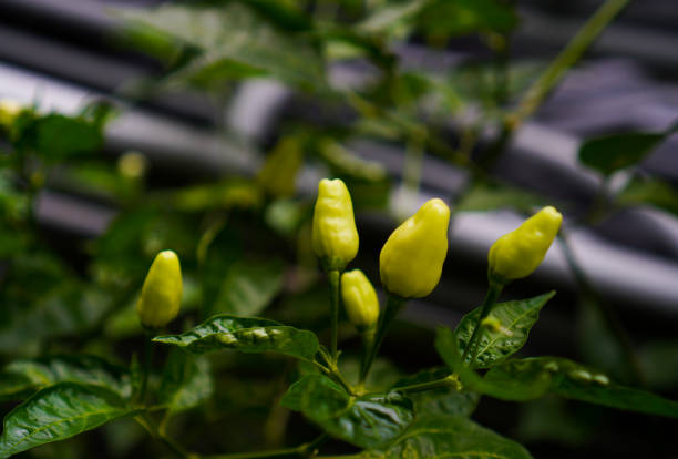 istock yellow chilli pepper plant stock photo 1334799962