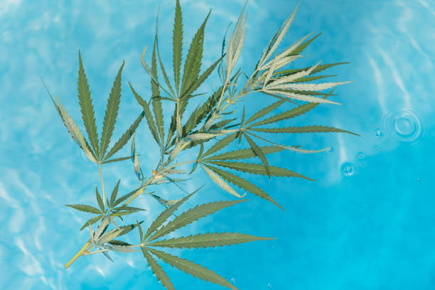 cannabis de ramo verde com cinco folhas de dedos na superfície da água azul da piscina, vista superior. maconha para legalização do cânhamo médico. produto orgânico natural. - water weed - fotografias e filmes do acervo