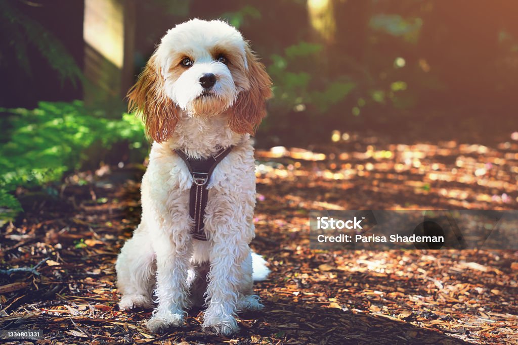Dog in nature Cavoodle dog sitting in nature looking at camera Cavapoo Stock Photo